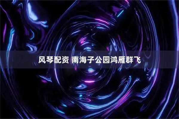 风琴配资 南海子公园鸿雁群飞